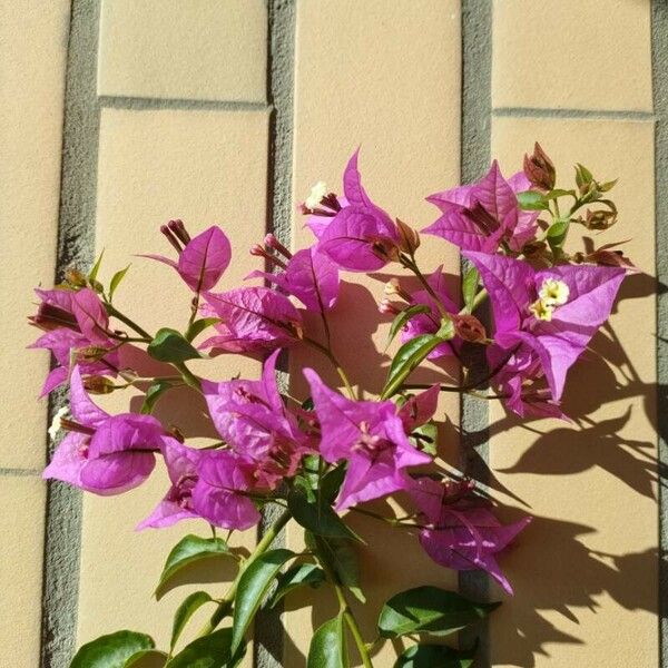 Bougainvillea glabra Bloem