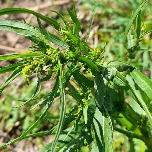 Rumex crispus Λουλούδι