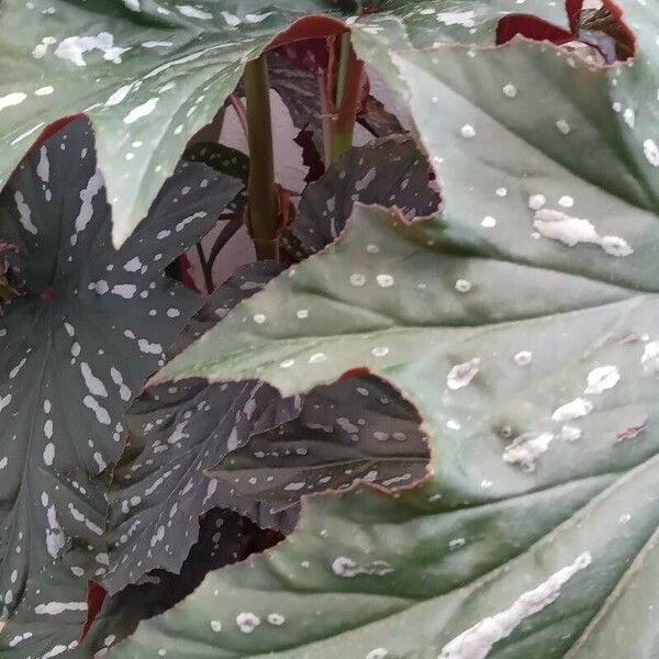 Begonia aconitifolia Habit