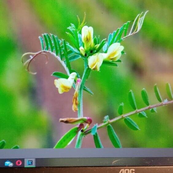 Vicia melanops Floare