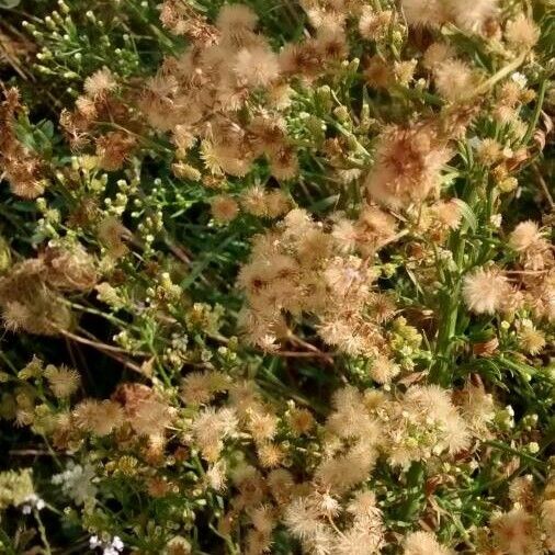 Erigeron sumatrensis Gyümölcs