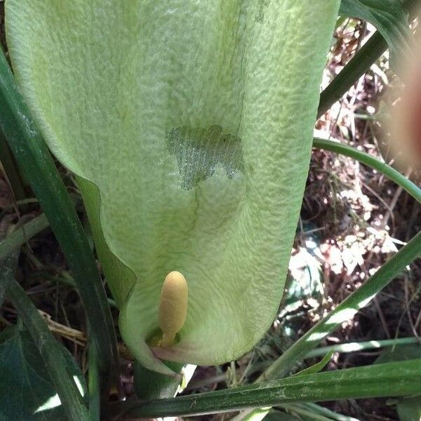 Arum italicum Floro