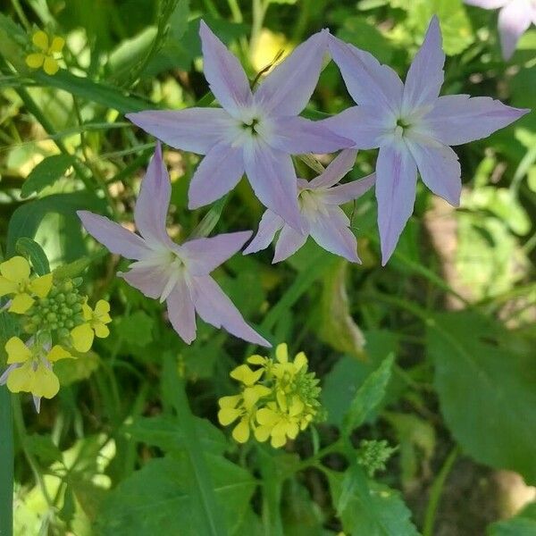 Leucocoryne alliacea Blüte