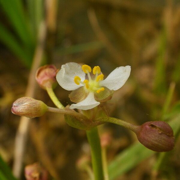 Limnophyton obtusifolium Flower