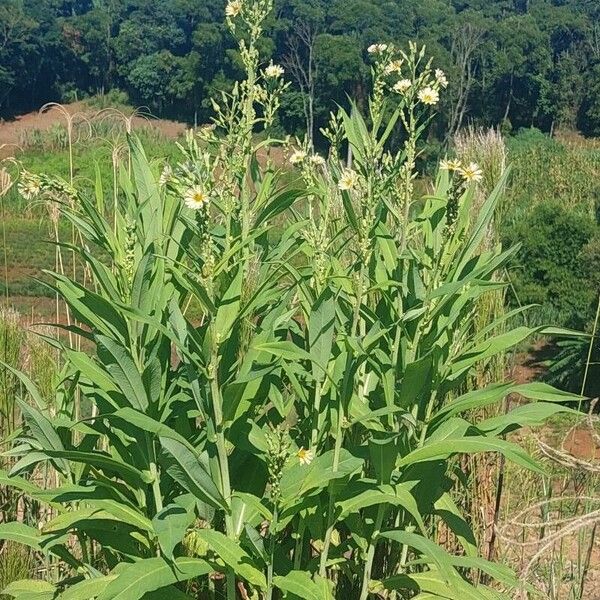 Lactuca indica Лист