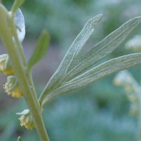 Artemisia absinthium Leaf