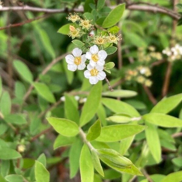 Spiraea hypericifolia Flower