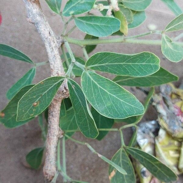 Pithecellobium dulce Leaf