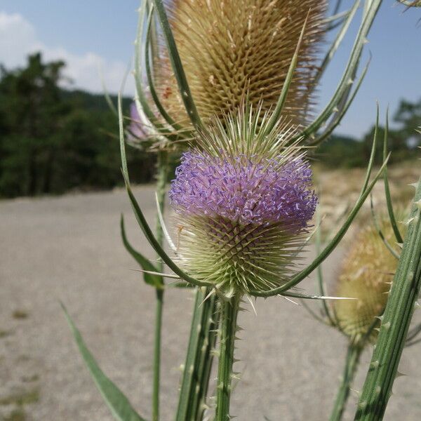 Dipsacus fullonum Λουλούδι