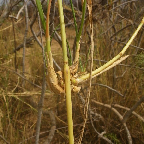Sporobolus consimilis Blomma
