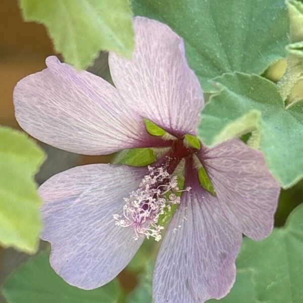 Malva subovata Flower