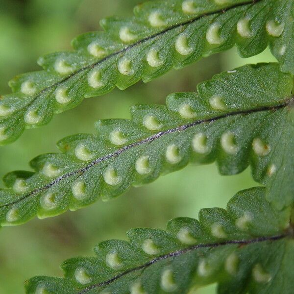 Nephrolepis undulata List