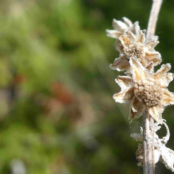 Artemisia chamaemelifolia Kvet
