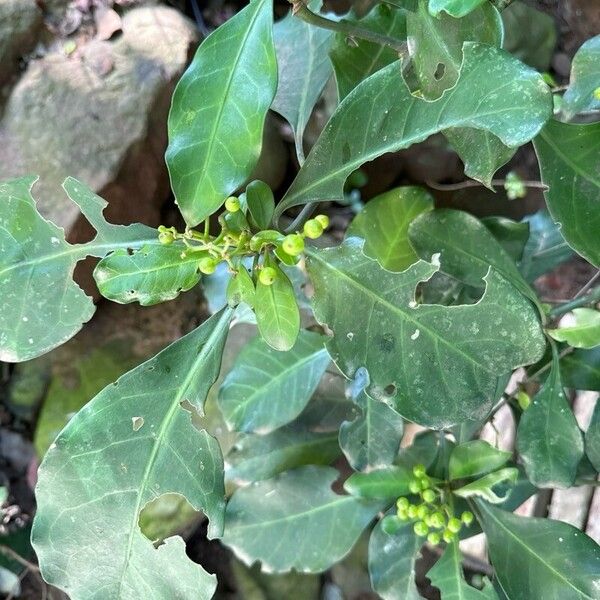 Psychotria capensis Blad