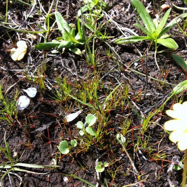 Juncus rechingeri Yeri