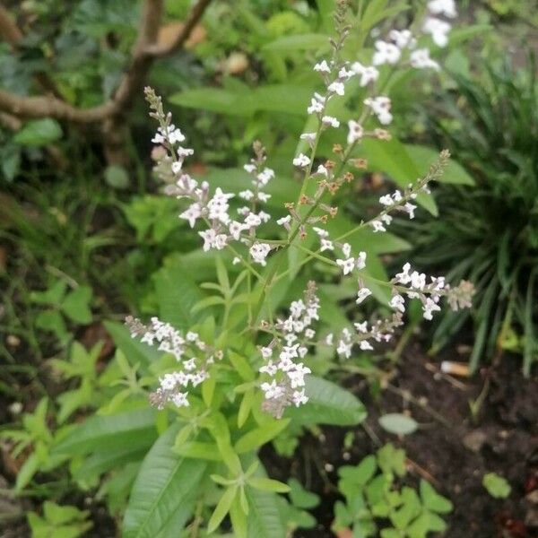 Aloysia citriodora Flower