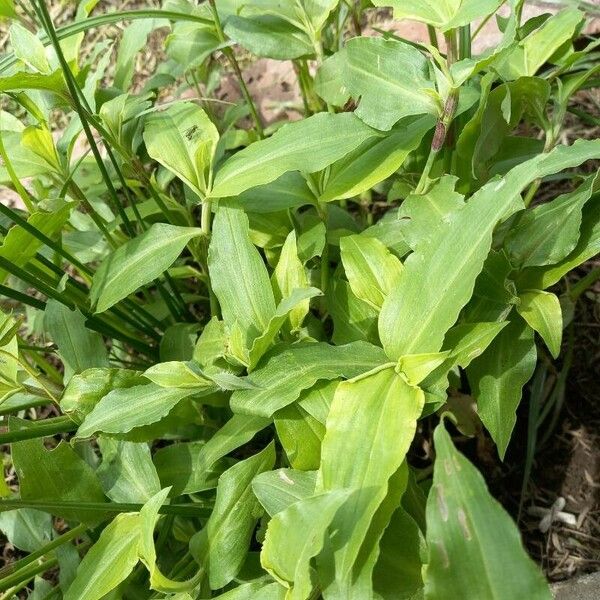 Commelina diffusa برگ