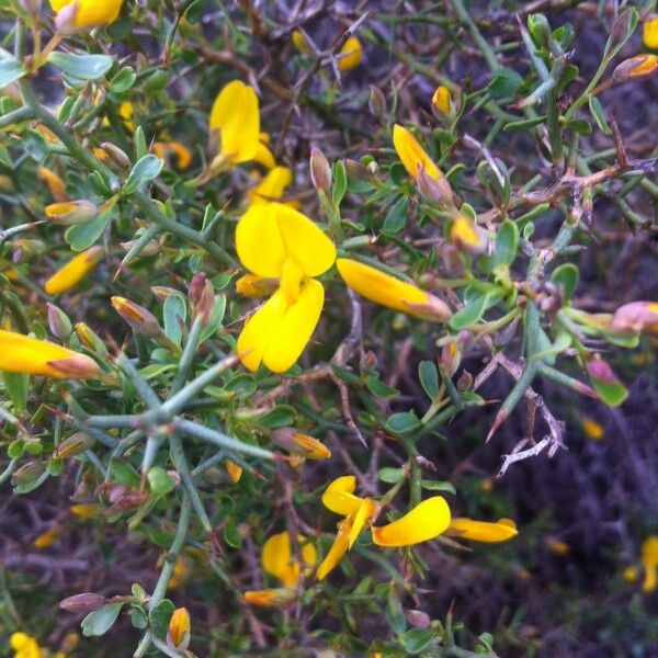 Genista salzmannii Flor