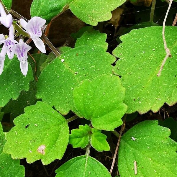 Plectranthus ernstii পাতা