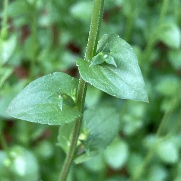 Triodanis perfoliata Leht