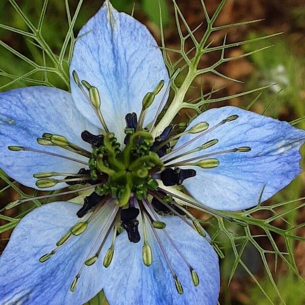 Nigella sativa Blomst