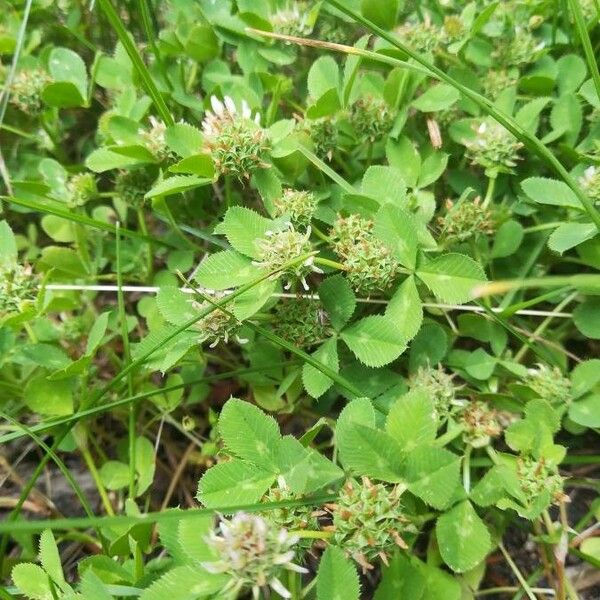 Trifolium glomeratum 花