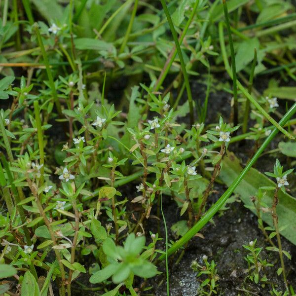 Crassula helmsii 花