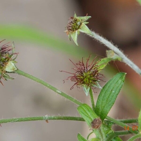 Geum urbanum Habitus