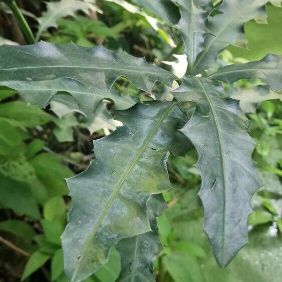 Acanthus ilicifolius পাতা