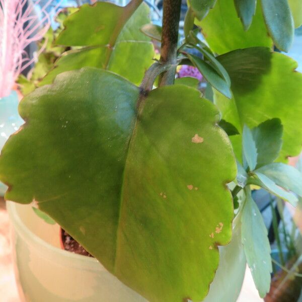 Kalanchoe pinnata Blatt