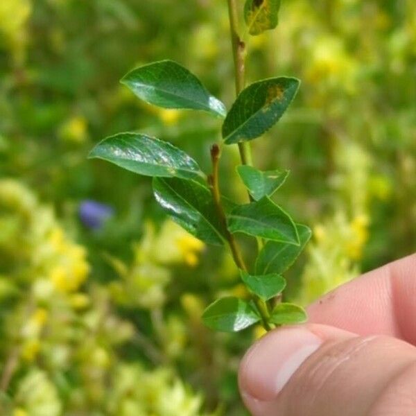 Salix hastata पत्ता