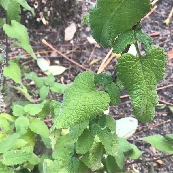 Salvia × sylvestris Folha