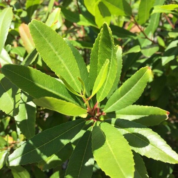 Noltea africana Foglia