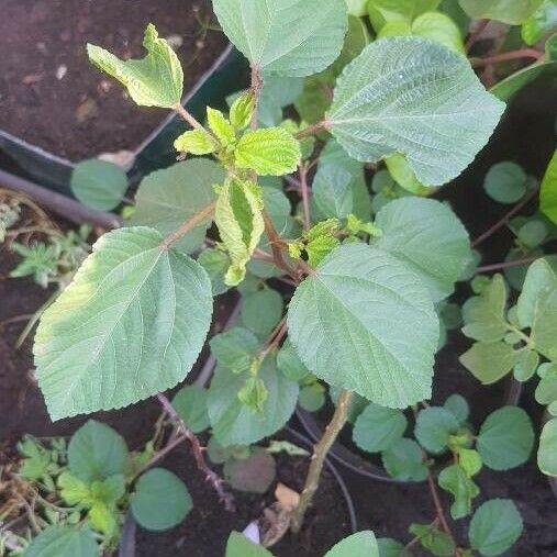 Corchorus aestuans Leaf