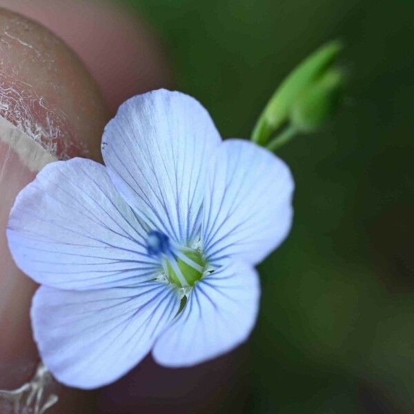 Linum bienne Fiore