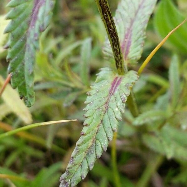 Rhinanthus major Leaf