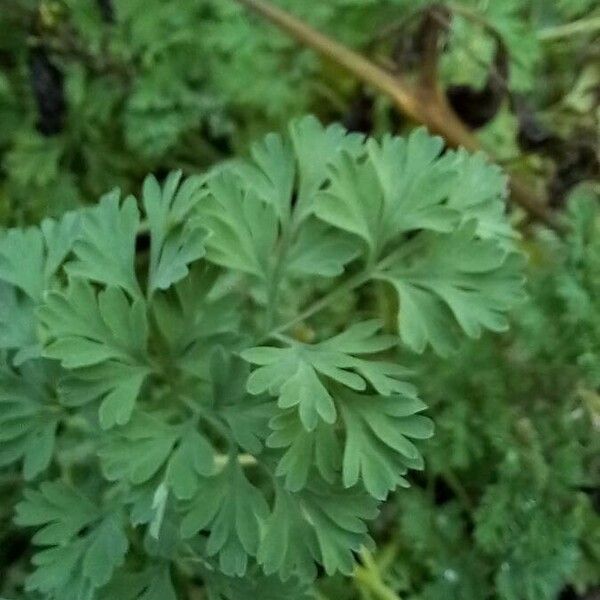 Fumaria officinalis Leaf