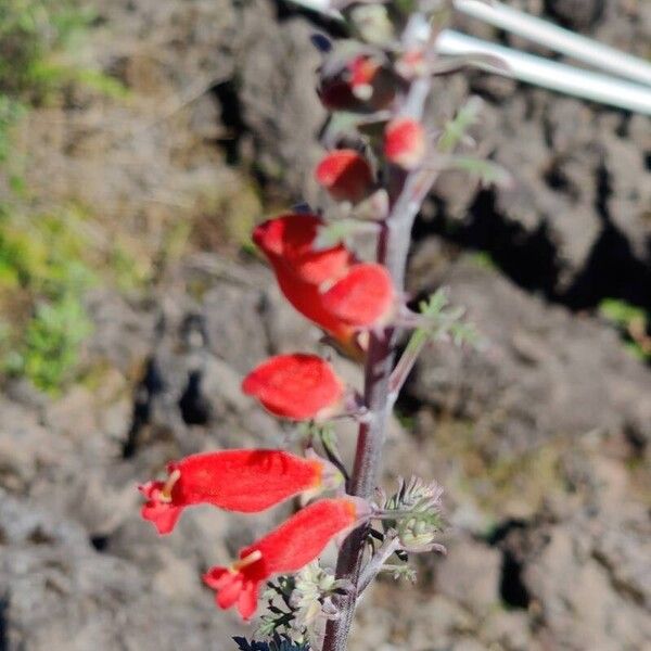 Castilleja integrifolia Flower