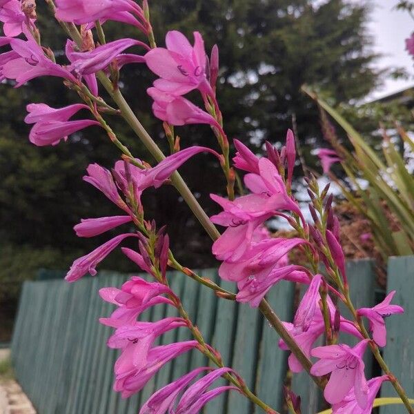 Watsonia borbonica Flower