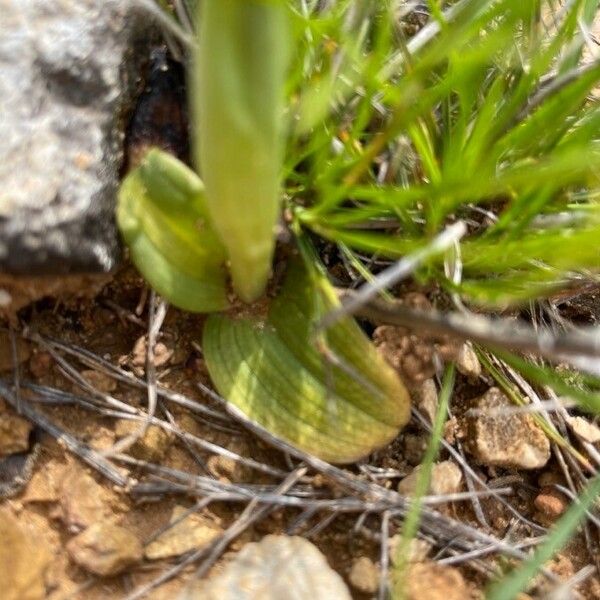 Ophrys lutea Levél