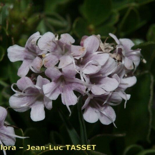 Valeriana supina Flower