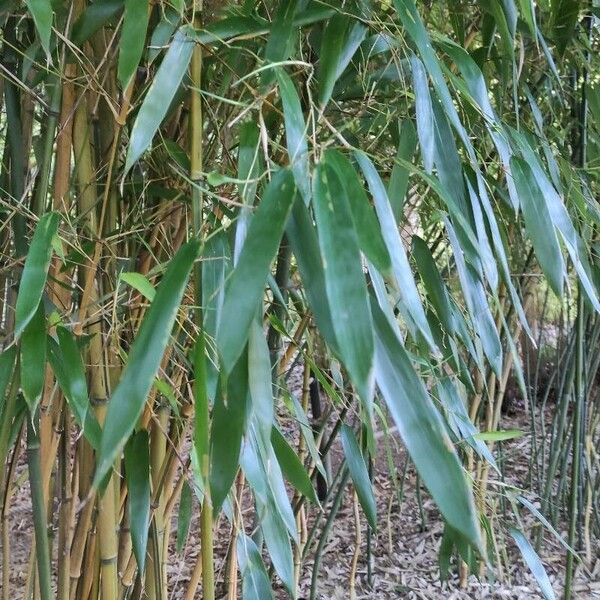 Phyllostachys aureosulcata Blad