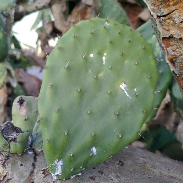 Opuntia ficus-indica Leaf