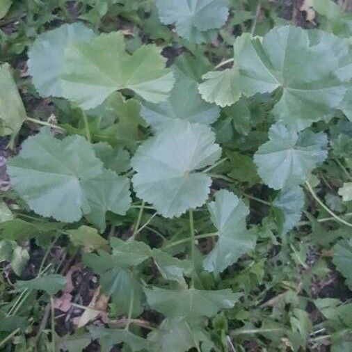 Malva pusilla Leaf