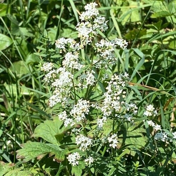 Galium boreale Blüte