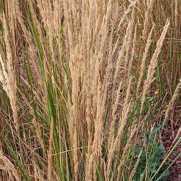 Calamagrostis epigejos Habitus