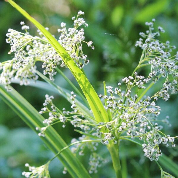 Scirpus sylvaticus Flower