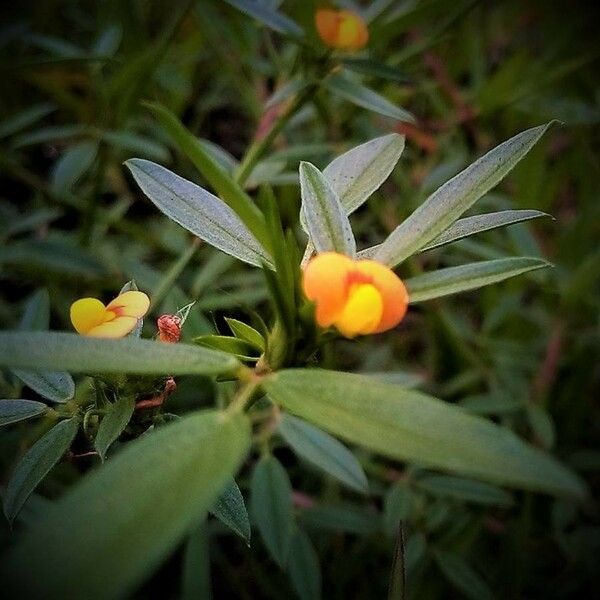 Stylosanthes humilis Flower