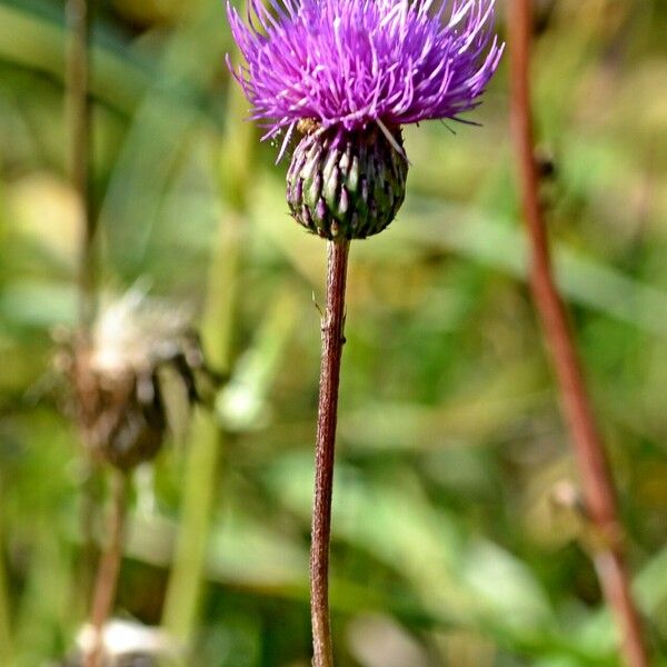 Cirsium canum Квітка