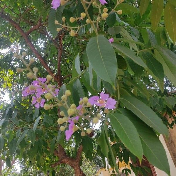 Lagerstroemia speciosa 花